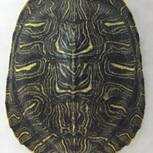 Red Ear Turtle Shell