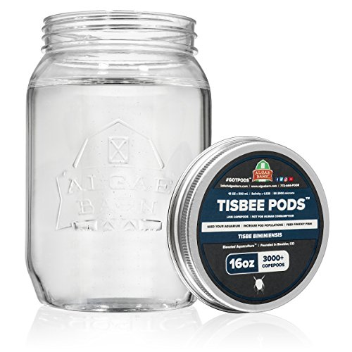 AlgaeBarn Tisbee Pods :: Live Copepods :: Tisbe biminiensis Copepods :: Cleans Your Tank :: Mandarin & Finicky Fish Food (3,000+ Pods)