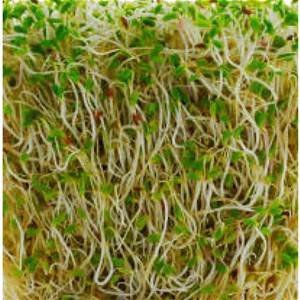 4 oz Alfalfa Sprouting Seed- NON GMO-Country Creek LLC Brand - High Sprout Germination- Edible Seeds, Gardening, Hydroponics, Growing Salad Sprouts, Planting, Food Storage