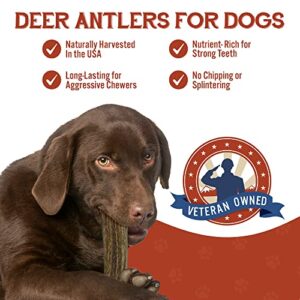 Deer Antlers for Dogs - Grade A, Naturally Shed Antlers | Long Lasting Dog Bones for Aggressive Chewers & Teething Puppies | Chew Toys for All Breeds | USA Made & Veteran Owned (Large: 6-8", 1-Pack)