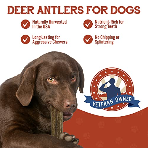 Deer Antlers for Dogs - Grade A, Naturally Shed Antlers | Long Lasting Dog Bones for Aggressive Chewers & Teething Puppies | Chew Toys for All Breeds | USA Made & Veteran Owned (Large: 6-8", 1-Pack)