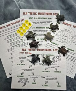 sea turtle dichotomous key activity