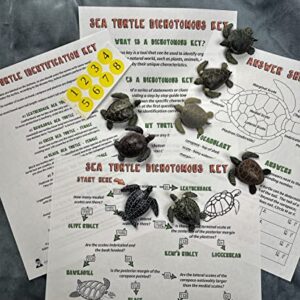 Sea Turtle Dichotomous Key Activity