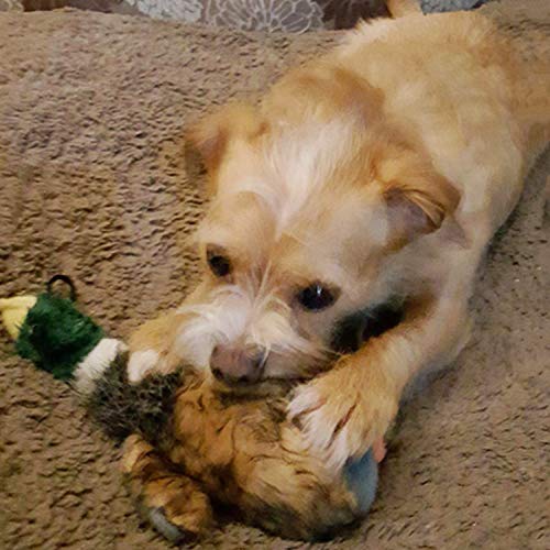 wangstar Pet Mallard Duck Dog Toy, Squeaky Dog Toy, Plush Puppy Dog Chew Toy for Small Medium Dogs, 9 Inch Wild Duck