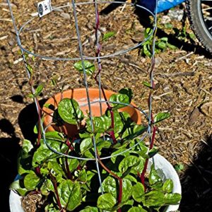 30+ Malabar Red Stem Spinach Seeds Herb Heirloom Non-GMO Phooi Leaf, Red Vine, Alugbati, Vietnamese,from USA