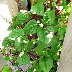 30+ Malabar Red Stem Spinach Seeds Herb Heirloom Non-GMO Phooi Leaf, Red Vine, Alugbati, Vietnamese,from USA