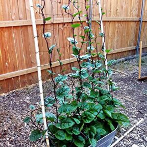30+ Malabar Red Stem Spinach Seeds Herb Heirloom Non-GMO Phooi Leaf, Red Vine, Alugbati, Vietnamese,from USA