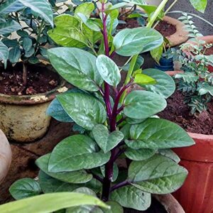 30+ Malabar Red Stem Spinach Seeds Herb Heirloom Non-GMO Phooi Leaf, Red Vine, Alugbati, Vietnamese,from USA