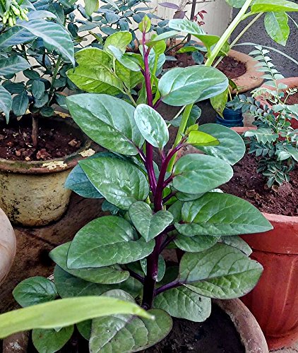 30+ Malabar Red Stem Spinach Seeds Herb Heirloom Non-GMO Phooi Leaf, Red Vine, Alugbati, Vietnamese,from USA