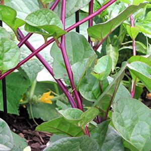 30+ Malabar Red Stem Spinach Seeds Herb Heirloom Non-GMO Phooi Leaf, Red Vine, Alugbati, Vietnamese,from USA