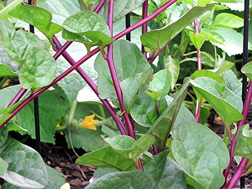 30+ Malabar Red Stem Spinach Seeds Herb Heirloom Non-GMO Phooi Leaf, Red Vine, Alugbati, Vietnamese,from USA