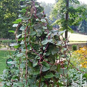 30+ Malabar Red Stem Spinach Seeds Herb Heirloom Non-GMO Phooi Leaf, Red Vine, Alugbati, Vietnamese,from USA