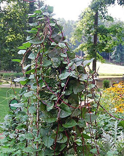 30+ Malabar Red Stem Spinach Seeds Herb Heirloom Non-GMO Phooi Leaf, Red Vine, Alugbati, Vietnamese,from USA