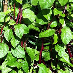 30+ Malabar Red Stem Spinach Seeds Herb Heirloom Non-GMO Phooi Leaf, Red Vine, Alugbati, Vietnamese,from USA