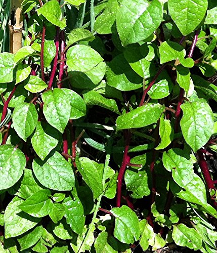 30+ Malabar Red Stem Spinach Seeds Herb Heirloom Non-GMO Phooi Leaf, Red Vine, Alugbati, Vietnamese,from USA