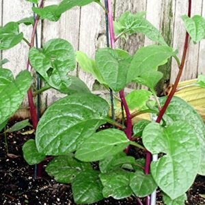 30+ Malabar Red Stem Spinach Seeds Herb Heirloom Non-GMO Phooi Leaf, Red Vine, Alugbati, Vietnamese,from USA