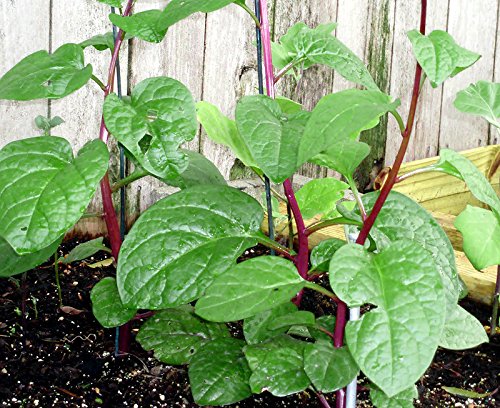 30+ Malabar Red Stem Spinach Seeds Herb Heirloom Non-GMO Phooi Leaf, Red Vine, Alugbati, Vietnamese,from USA