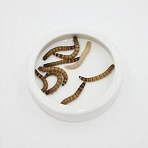 OMEM Worm Dish Mini Reptile Food Bowl Ceramics Made (S)