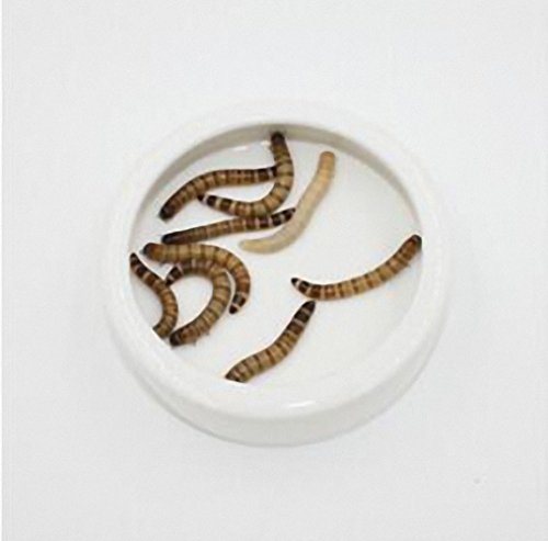 OMEM Worm Dish Mini Reptile Food Bowl Ceramics Made (S)