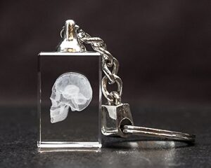 blue tree publishing skull and brain 3d laser key chain crystal, anatomy