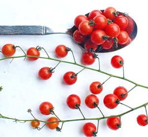 20+ worlds smallest spoon currant tomato seeds, early, heirloom non-gmo, rare, early, vigorous, sweet, indeterminate, open-pollinated, delicious, from usa