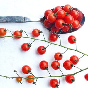 20+ Worlds Smallest Spoon Currant Tomato Seeds, Early, Heirloom Non-GMO, Rare, Early, Vigorous, Sweet, Indeterminate, Open-Pollinated, Delicious, from USA