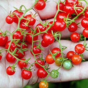 20+ Worlds Smallest Spoon Currant Tomato Seeds, Early, Heirloom Non-GMO, Rare, Early, Vigorous, Sweet, Indeterminate, Open-Pollinated, Delicious, from USA