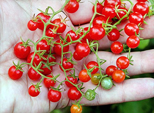 20+ Worlds Smallest Spoon Currant Tomato Seeds, Early, Heirloom Non-GMO, Rare, Early, Vigorous, Sweet, Indeterminate, Open-Pollinated, Delicious, from USA