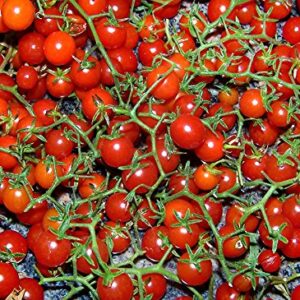 20+ Worlds Smallest Spoon Currant Tomato Seeds, Early, Heirloom Non-GMO, Rare, Early, Vigorous, Sweet, Indeterminate, Open-Pollinated, Delicious, from USA