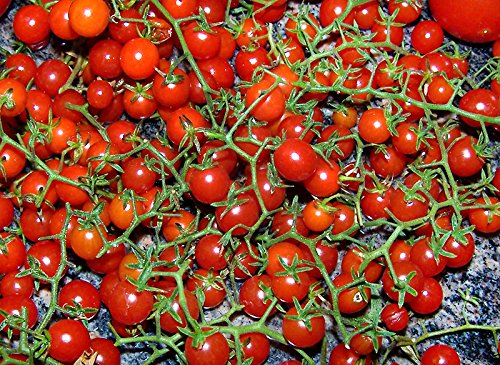 20+ Worlds Smallest Spoon Currant Tomato Seeds, Early, Heirloom Non-GMO, Rare, Early, Vigorous, Sweet, Indeterminate, Open-Pollinated, Delicious, from USA