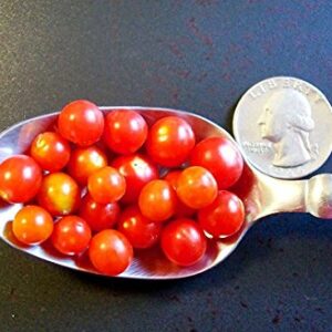 20+ Worlds Smallest Spoon Currant Tomato Seeds, Early, Heirloom Non-GMO, Rare, Early, Vigorous, Sweet, Indeterminate, Open-Pollinated, Delicious, from USA