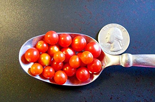 20+ Worlds Smallest Spoon Currant Tomato Seeds, Early, Heirloom Non-GMO, Rare, Early, Vigorous, Sweet, Indeterminate, Open-Pollinated, Delicious, from USA