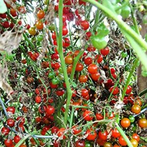 20+ Worlds Smallest Spoon Currant Tomato Seeds, Early, Heirloom Non-GMO, Rare, Early, Vigorous, Sweet, Indeterminate, Open-Pollinated, Delicious, from USA