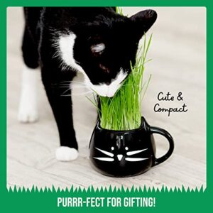 The Cat Ladies Organic Cat Grass Growing kit with Seed Mix, Soil and Black Cat Planter. Natural Hairball Control and Digestion Remedy for Cats