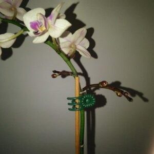 KINGLAKE Orchid Stem Clips,Medium Daisy Plant Clips, 100 Pcs Plant Support Clips Garden Flower Thick Plastic Vine Clips Dark Green (95230)
