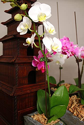 KINGLAKE Orchid Stem Clips,Medium Daisy Plant Clips, 100 Pcs Plant Support Clips Garden Flower Thick Plastic Vine Clips Dark Green (95230)