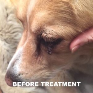 Dog Wart Remover (30ml) 100% Natural Painless Dog Warts Removal Treatment Skin Tag & Wart Remover for Dogs 1oz