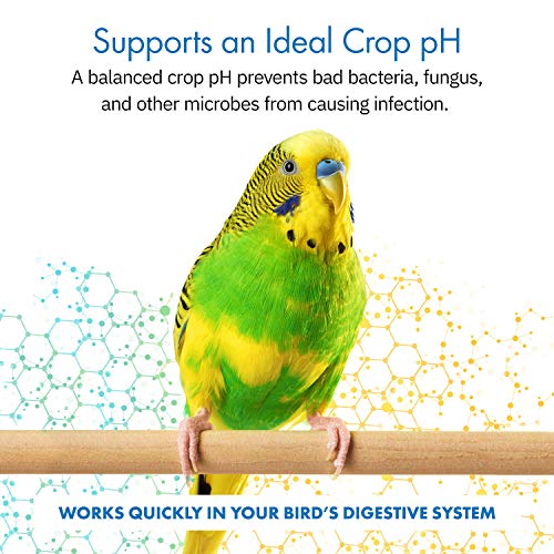 HealthyGut™ Avian Probiotics Dietary Supplement for Parrots, All-Natural Digestive System Formula (120 Servings)