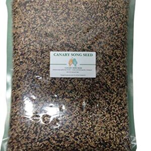 Canary Song Seed 5lb-Improve Singing