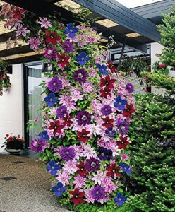 clematis ~mixed colors~ 20seeds wonderful large blooms 20+ perennial vine seeds