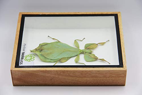 Angelwing Real Leaf Insect Beetle Bug Green Brown Taxidermy Butterfly Insect Box Framed Display