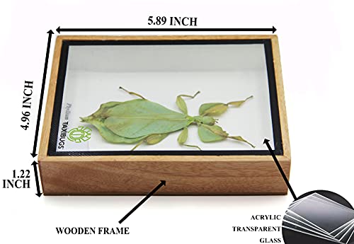 Angelwing Real Leaf Insect Beetle Bug Green Brown Taxidermy Butterfly Insect Box Framed Display