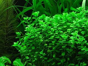 potted moneywort - easy aquarium live plant - 5-7 stems
