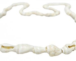 U.S. Shell, Inc. 05195 White Nassa Necklace, White Nassa Necklace,