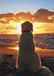 dog sitting on beach at sunset - avanti golden retriever pet sympathy card by avanti press