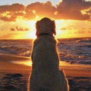 Dog Sitting On Beach At Sunset - Avanti Golden Retriever Pet Sympathy Card by Avanti Press