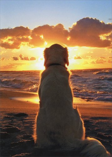 Dog Sitting On Beach At Sunset - Avanti Golden Retriever Pet Sympathy Card by Avanti Press