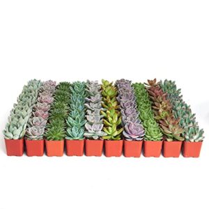 shop succulents | radiant rosette collection of live succulent plants, hand selected variety pack of mini succulents | 32-pack