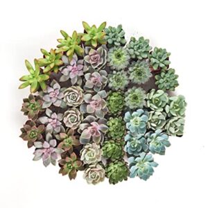 Shop Succulents | Radiant Rosette Collection of Live Succulent Plants, Hand Selected Variety Pack of Mini Succulents | 32-Pack