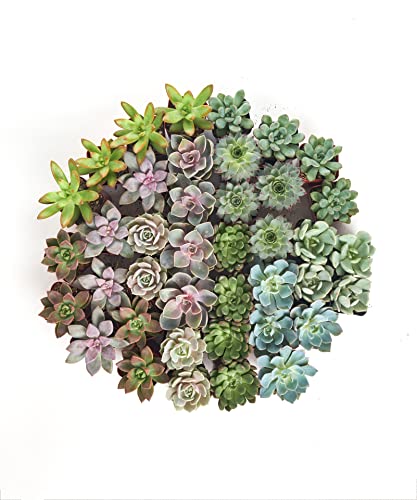 Shop Succulents | Radiant Rosette Collection of Live Succulent Plants, Hand Selected Variety Pack of Mini Succulents | 32-Pack